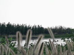 -春花秋色城市公园