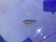 -贝壳王国博物馆