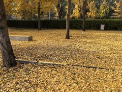 -元大都城垣遗址公园