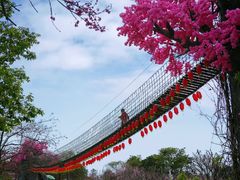 -天适樱花悠乐园
