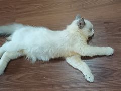 -楼上猫咖(罗湖店)