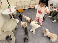 -有喵·猫咖·狗咖·30几只猫10只小狗(岗厦店)