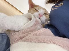 -1013 PET SHOP精品宠物商店(丁香店)