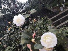 -南山植物园