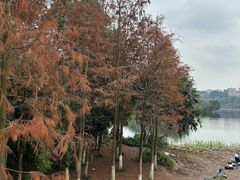 -重庆彩云湖湿地公园