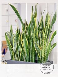 -FUTURE HN男士发型风格设计