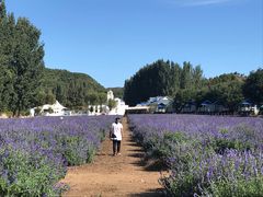 -紫海香堤香草艺术庄园
