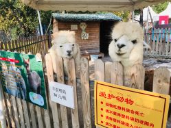 -萌宠亲子动物乐园(槐房万达店)