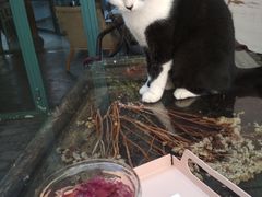 -喵屿·大理花园猫咖