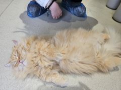 -藏猫猫咖啡主题馆(中央大道店)