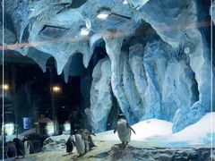 -帝企鹅自助餐厅•儿童岛•真企鹅(长隆企鹅酒店)