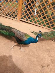 -萌宠亲子动物乐园(槐房万达店)