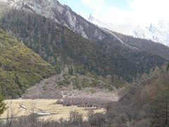 -稻城亚丁景区-冲古草甸