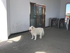 -张北坝上草原