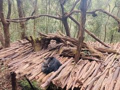 -普洱太阳河森林公园