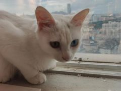 -Heymao猫咖.咖啡厅(东门店)