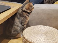 -啵啵喵·猫咖(攀华国际店)
