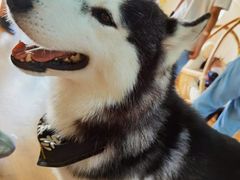 -Husky Go! 哈士奇体验馆·宠物咖啡厅狗咖