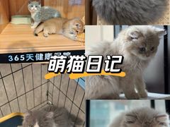 -欣宠猫屋·矮脚拿破仑·蓝金金渐层