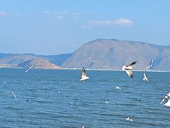 -大理洱海