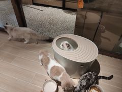 -momokira米努特·德文卷毛猫·棉花面纱犬