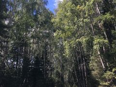 -喀纳斯禾木山庄