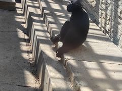 -石家庄市动物园