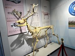 -北京麋鹿生态实验中心