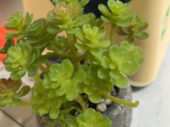 -陶语手工·拼豆·陶艺·银饰diy(宽厚里店)