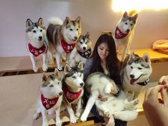 -Husky Go! 哈士奇体验馆·宠物咖啡厅狗咖