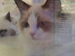 -翠花老菜饺子馆(七宝店)