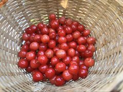 -北宅大永樱桃采摘基地(崂山总部)