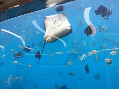 -瑞德姆美人鱼海底演艺主题餐厅(亚龙湾店)