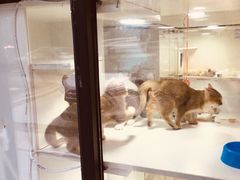 -李小姐の猫咖啡馆(五角场店)