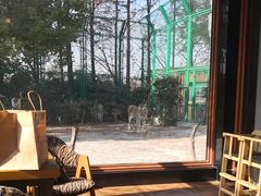 -上海野生动物园老虎餐厅