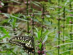 -湖洞水自然风景区