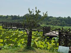 -上海海湾国家森林公园