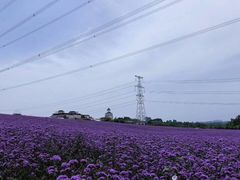 -紫颐香薰山谷景区