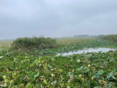 -洪湖生态旅游区