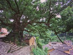 -杨家堂村
