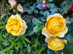 -人民公园(罗湖区)