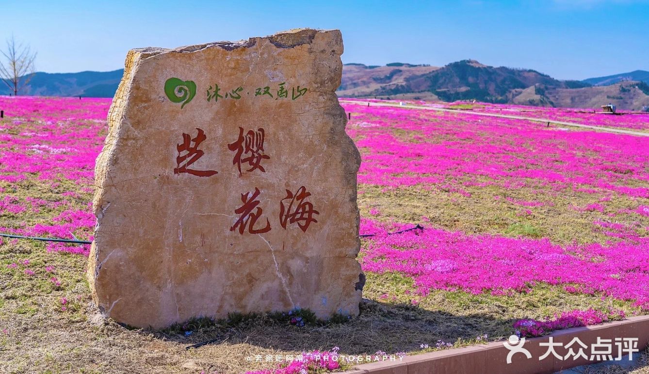🚗自驾游淄博丨打卡网红芝樱花海❗