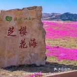 🚗自驾游淄博丨打卡网红芝樱花海❗