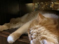 -more than meow吴止猫主题餐厅(承德 中船汇店)