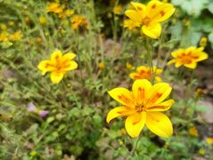 -西湖风景区-江洋畈生态公园