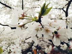-武汉大学-樱园
