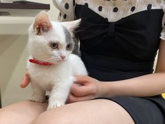 -猫力发电所·宠物专门店