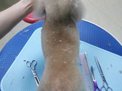 -创凡宠物医院·骨专科  猫科中心(西乡分院)