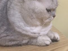 -Meowの猫咖(万家丽店)