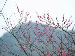 -新建村梅花